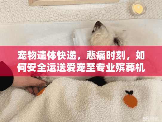 宠物遗体快递，悲痛时刻，如何安全运送爱宠至专业殡葬机构？