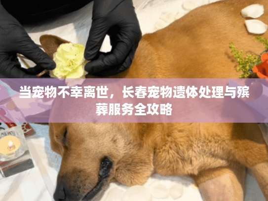 当宠物不幸离世，长春宠物遗体处理与殡葬服务全攻略