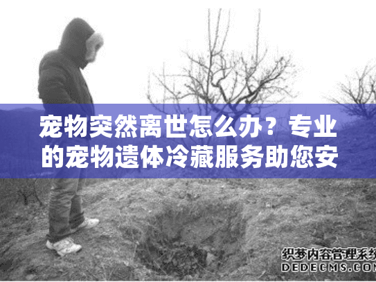 宠物突然离世怎么办？专业的宠物遗体冷藏服务助您安心处理后事