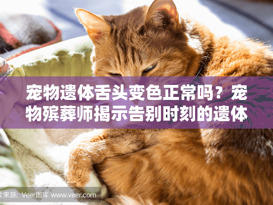 宠物遗体舌头变色正常吗？宠物殡葬师揭示告别时刻的遗体变化密码