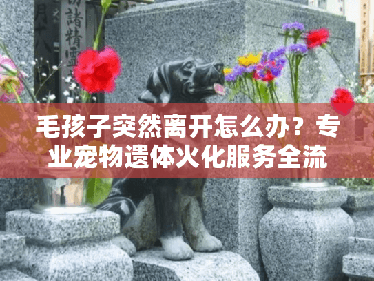 毛孩子突然离开怎么办？专业宠物遗体火化服务全流程指南