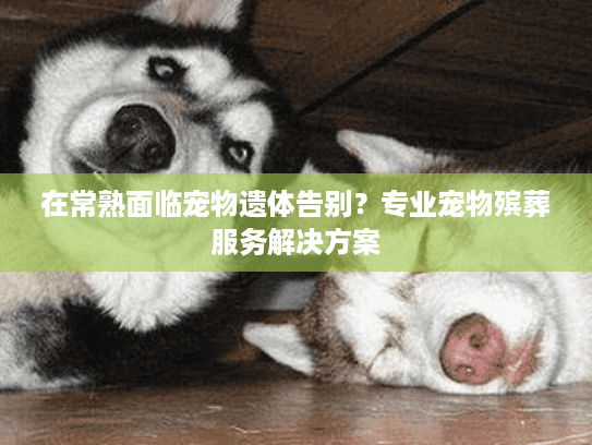 在常熟面临宠物遗体告别？专业宠物殡葬服务解决方案