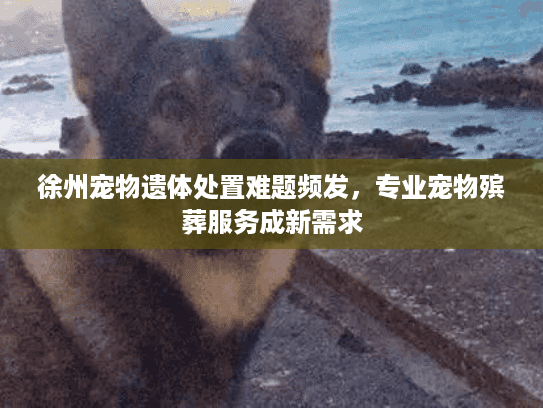 徐州宠物遗体处置难题频发，专业宠物殡葬服务成新需求