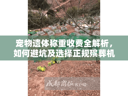 宠物遗体称重收费全解析，如何避坑及选择正规殡葬机构