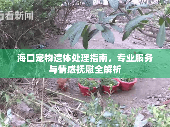 海口宠物遗体处理指南，专业服务与情感抚慰全解析