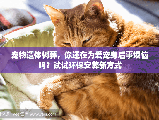 宠物遗体树葬，你还在为爱宠身后事烦恼吗？试试环保安葬新方式