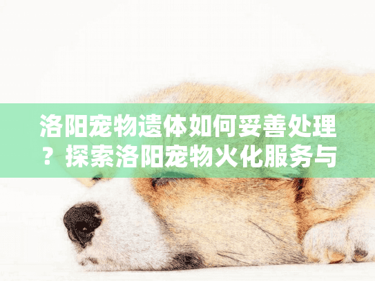 洛阳宠物遗体如何妥善处理？探索洛阳宠物火化服务与情感关怀指南