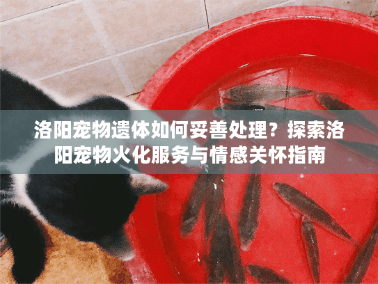 洛阳宠物遗体如何妥善处理？探索洛阳宠物火化服务与情感关怀指南