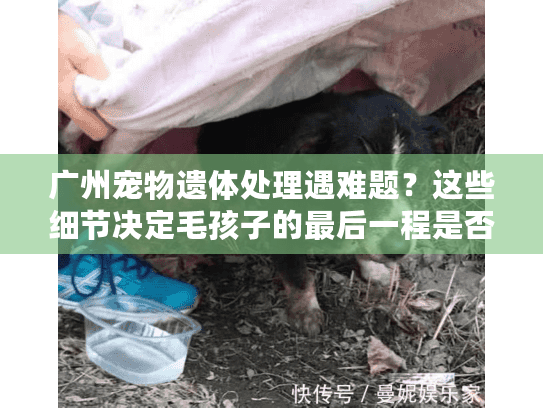 广州宠物遗体处理遇难题？这些细节决定毛孩子的最后一程是否体面