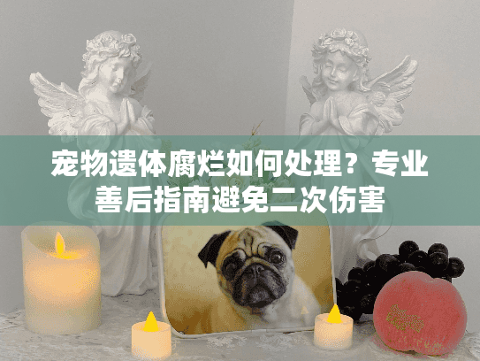 宠物遗体腐烂如何处理？专业善后指南避免二次伤害