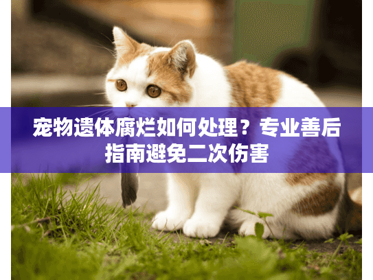 宠物遗体腐烂如何处理？专业善后指南避免二次伤害