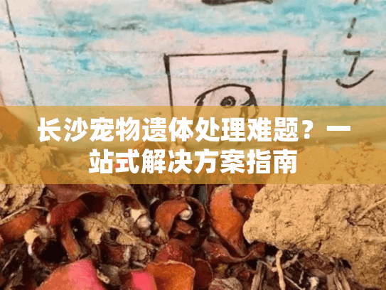长沙宠物遗体处理难题？一站式解决方案指南