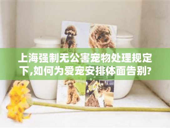 上海强制无公害宠物处理规定下,如何为爱宠安排体面告别?