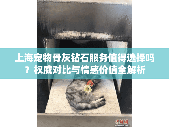 上海宠物骨灰钻石服务值得选择吗？权威对比与情感价值全解析