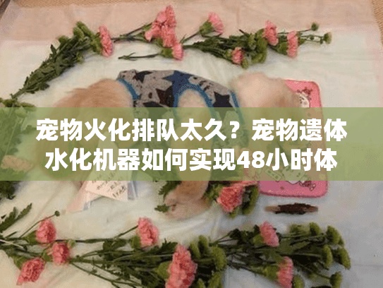 宠物火化排队太久？宠物遗体水化机器如何实现48小时体面告别