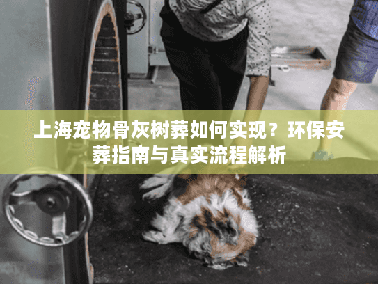 上海宠物骨灰树葬如何实现？环保安葬指南与真实流程解析