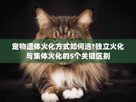 宠物遗体火化方式如何选?独立火化与集体火化的5个关键区别