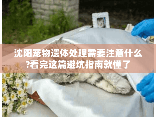沈阳宠物遗体处理需要注意什么?看完这篇避坑指南就懂了
