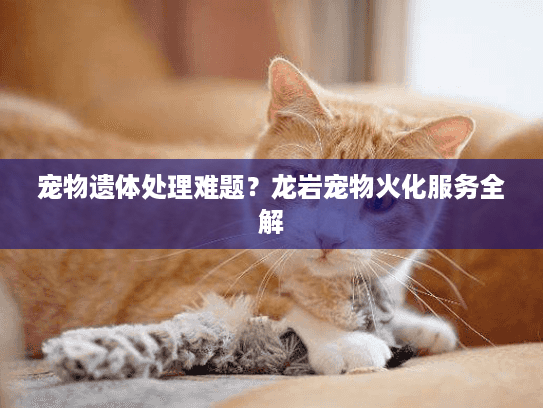 宠物遗体处理难题？龙岩宠物火化服务全解