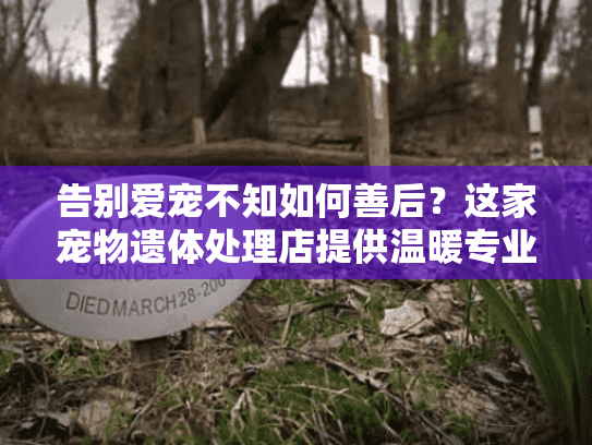 告别爱宠不知如何善后？这家宠物遗体处理店提供温暖专业全程指导