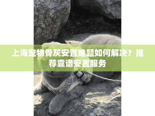 上海宠物骨灰安置难题如何解决？推荐靠谱安置服务