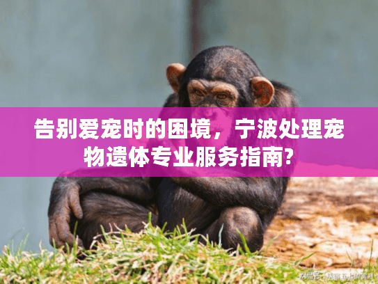 告别爱宠时的困境，宁波处理宠物遗体专业服务指南?