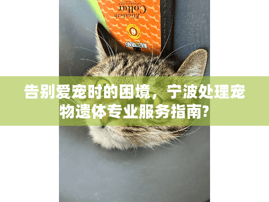 告别爱宠时的困境，宁波处理宠物遗体专业服务指南?