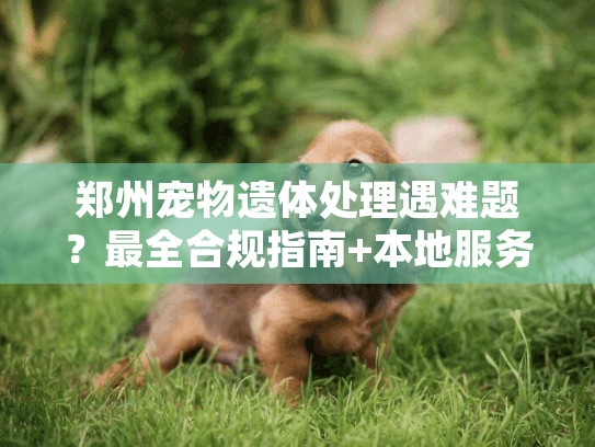 郑州宠物遗体处理遇难题？最全合规指南+本地服务清单来了