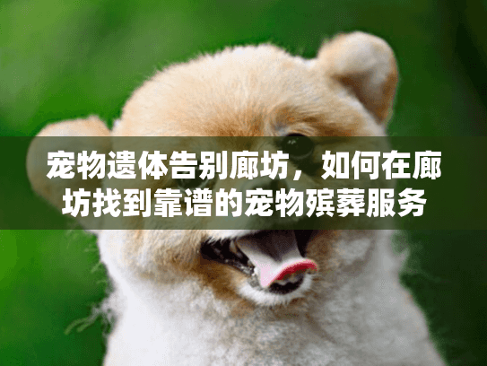 宠物遗体告别廊坊，如何在廊坊找到靠谱的宠物殡葬服务