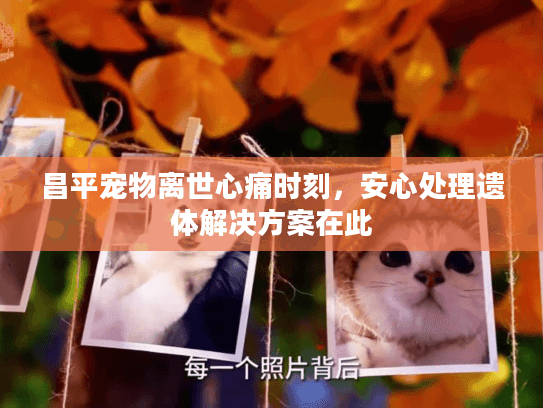昌平宠物离世心痛时刻,安心处理遗体解决方案在此 昌平宠物离世心痛时刻,安心处理遗体解决方案在此