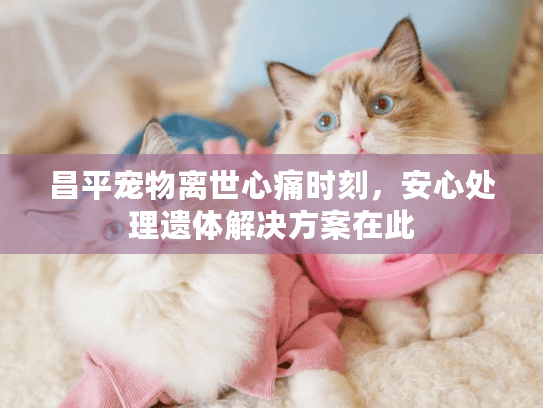 昌平宠物离世心痛时刻,安心处理遗体解决方案在此 昌平宠物离世心痛时刻,安心处理遗体解决方案在此