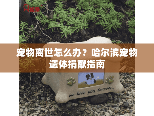 宠物离世怎么办？哈尔滨宠物遗体捐献指南