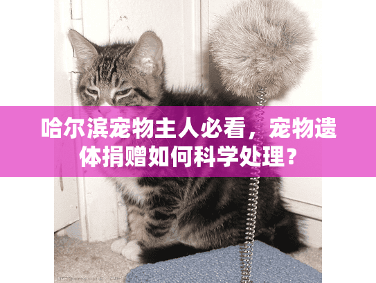 哈尔滨宠物主人必看，宠物遗体捐赠如何科学处理？