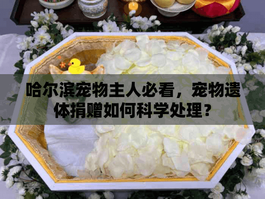 哈尔滨宠物主人必看，宠物遗体捐赠如何科学处理？