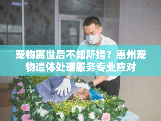 宠物离世后不知所措？惠州宠物遗体处理服务专业应对