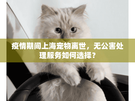 疫情期间上海宠物离世，无公害处理服务如何选择？