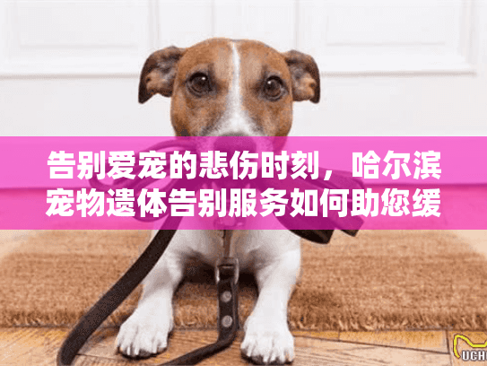告别爱宠的悲伤时刻，哈尔滨宠物遗体告别服务如何助您缓痛？
