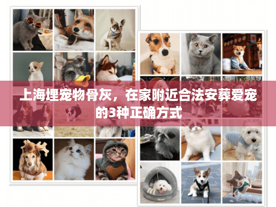 上海埋宠物骨灰，在家附近合法安葬爱宠的3种正确方式