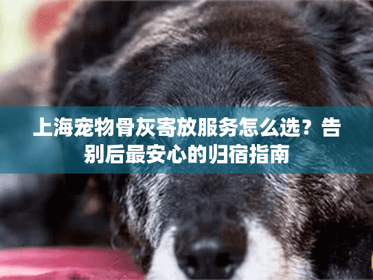 上海宠物骨灰寄放服务怎么选？告别后最安心的归宿指南