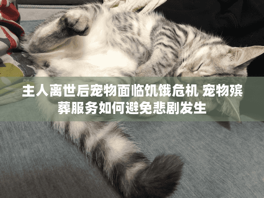 主人离世后宠物面临饥饿危机 宠物殡葬服务如何避免悲剧发生