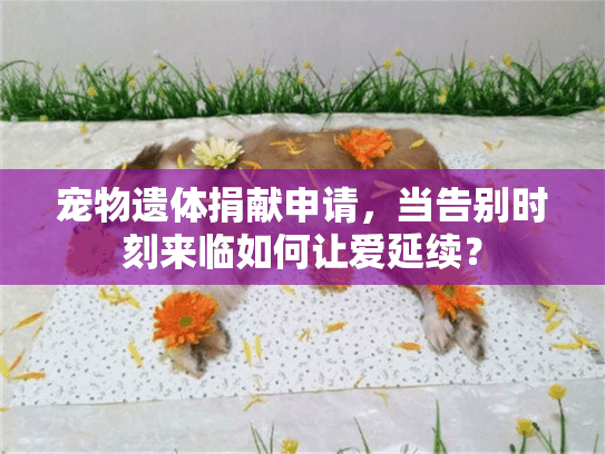 宠物遗体捐献申请，当告别时刻来临如何让爱延续？