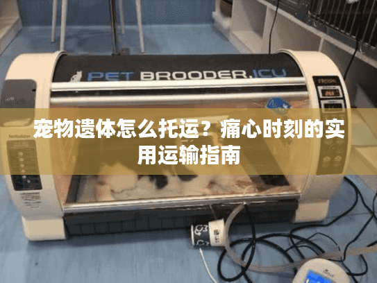 宠物遗体怎么托运？痛心时刻的实用运输指南