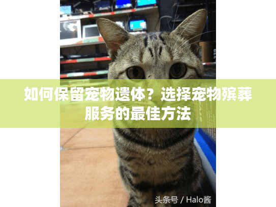如何保留宠物遗体？选择宠物殡葬服务的最佳方法