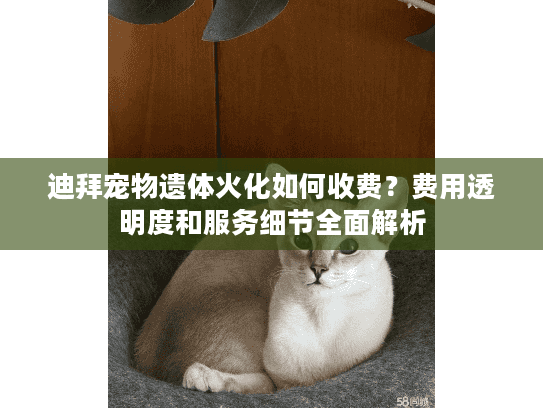 迪拜宠物遗体火化如何收费？费用透明度和服务细节全面解析