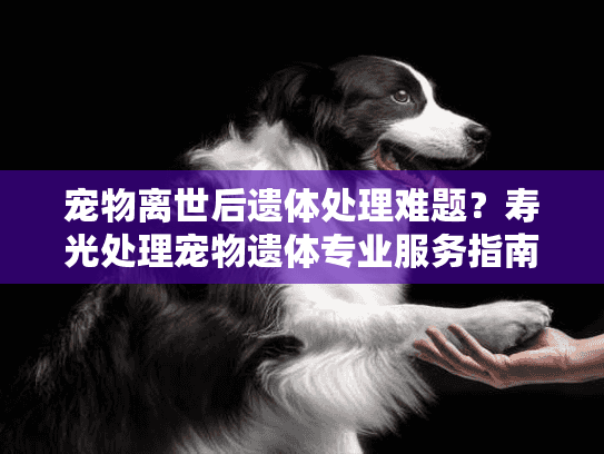 宠物离世后遗体处理难题？寿光处理宠物遗体专业服务指南