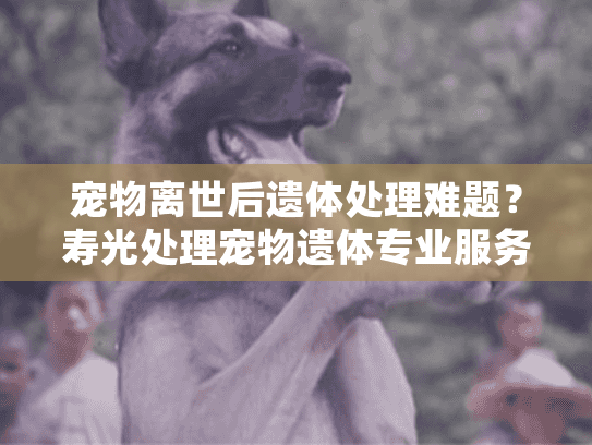 宠物离世后遗体处理难题？寿光处理宠物遗体专业服务指南