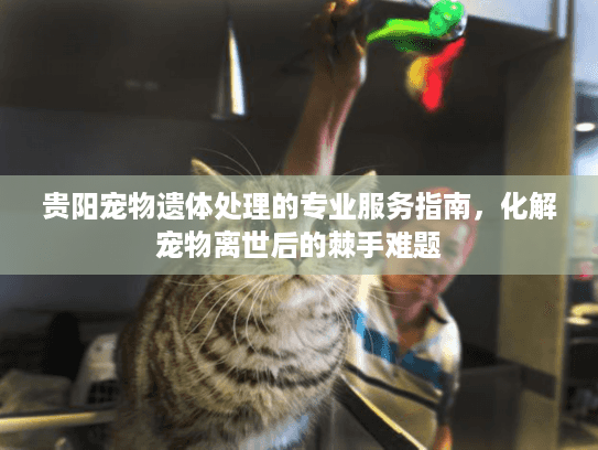 贵阳宠物遗体处理的专业服务指南，化解宠物离世后的棘手难题