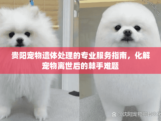 贵阳宠物遗体处理的专业服务指南，化解宠物离世后的棘手难题