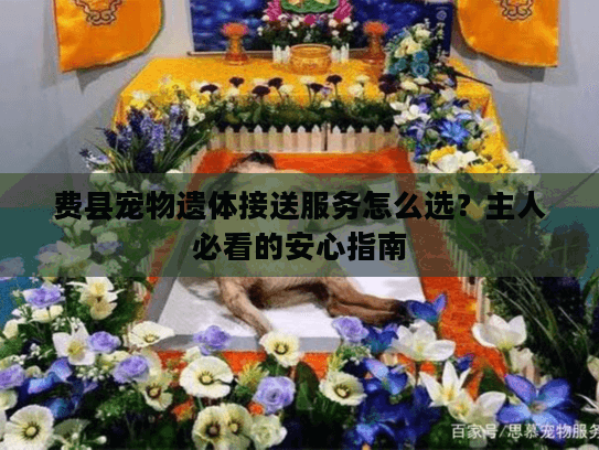 费县宠物遗体接送服务怎么选？主人必看的安心指南