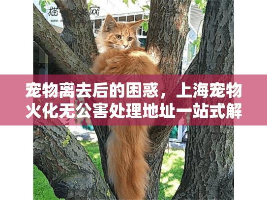 宠物离去后的困惑，上海宠物火化无公害处理地址一站式解答